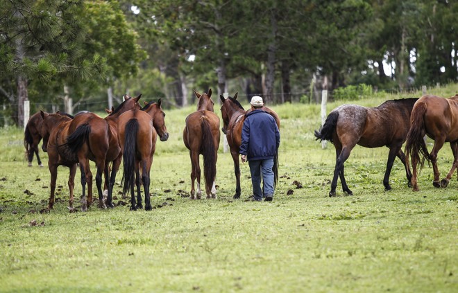 Cavalos do CPPI são criados soltos no pasto. | Jonathan Campos/Gazeta do Povo