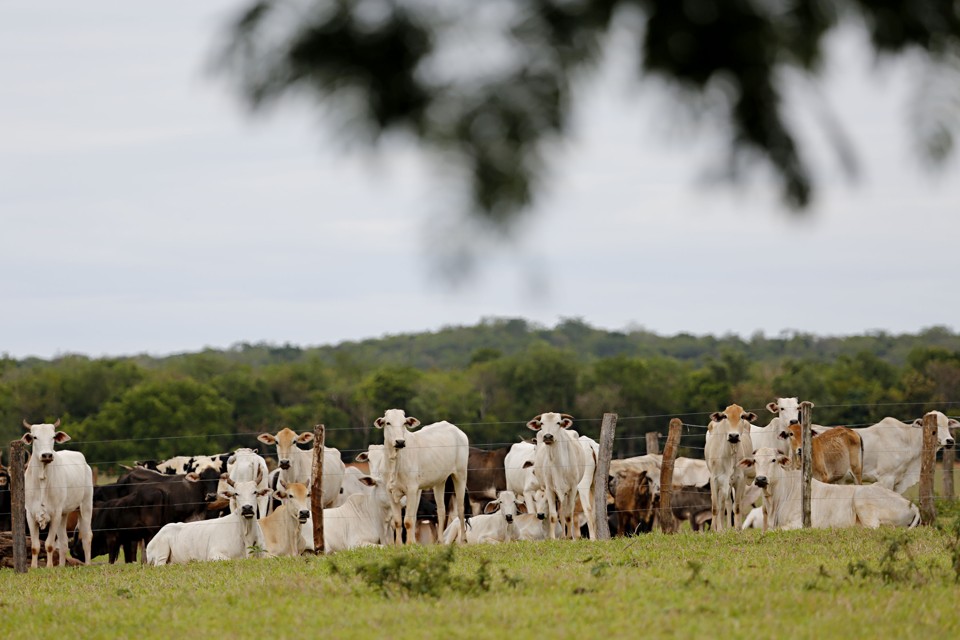Com piquetes é possível aumentar a taxa de ocupação de bois por hectare em até oito vezes e turbinar a renda com a atividade. | Felipe Rosa/TRIBUNA DO PARANA