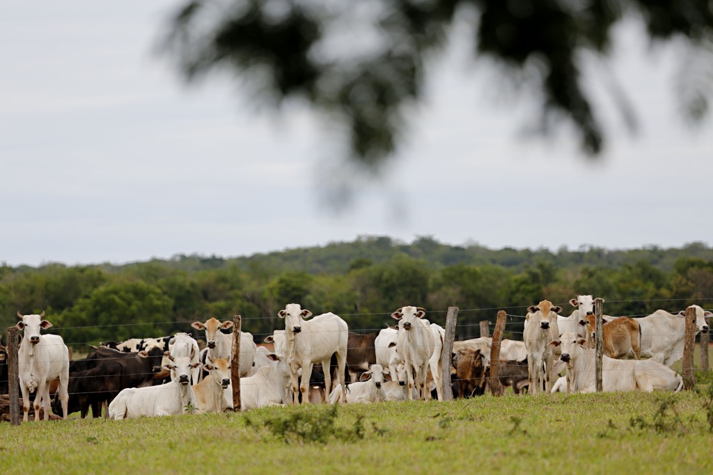 Com piquetes é possível aumentar a taxa de ocupação de bois por hectare em até oito vezes e turbinar a renda com a atividade.