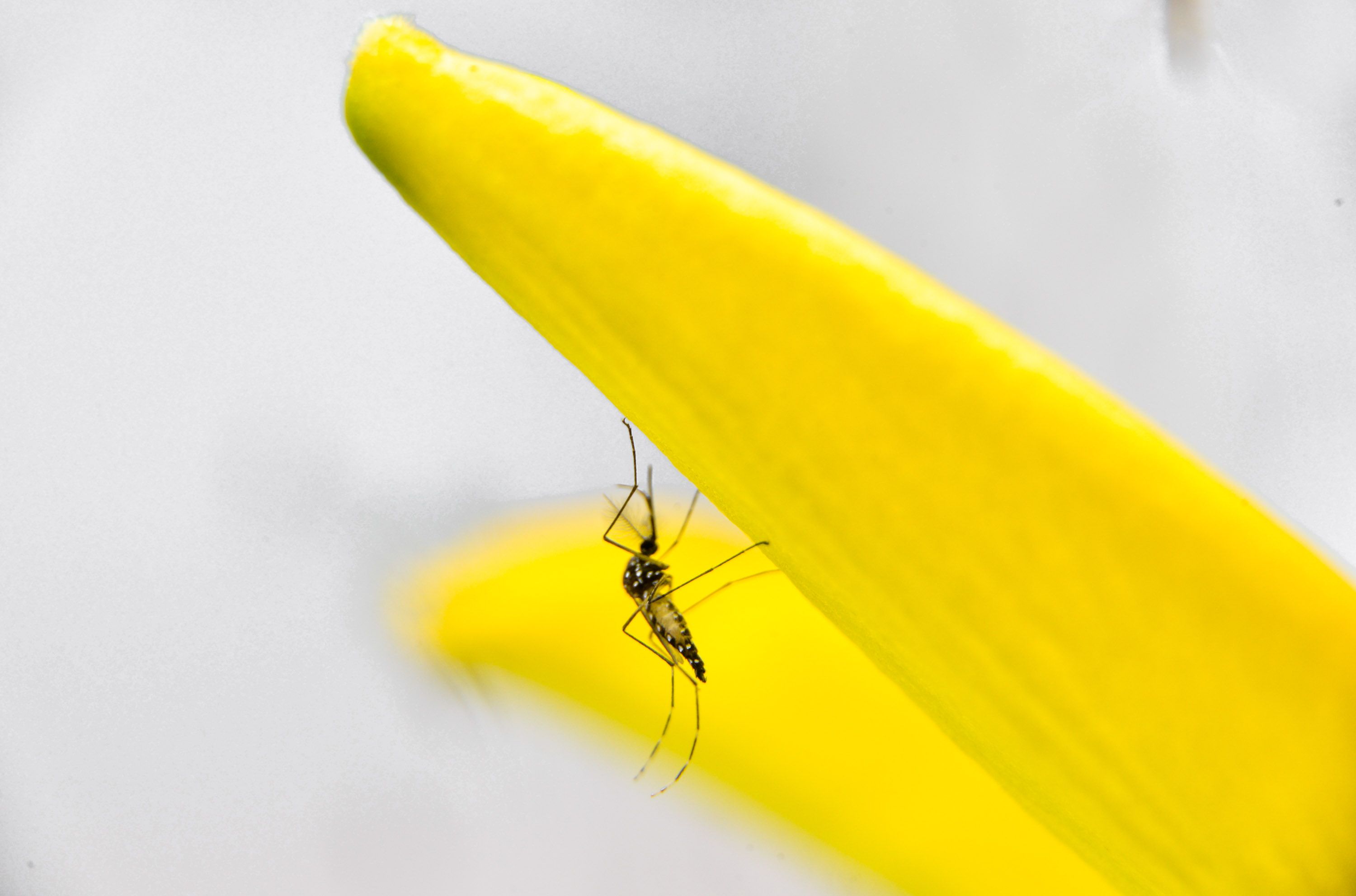 | Alexandre Carvalho/A2img