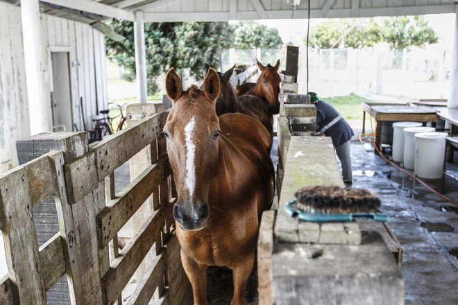 Cavalos do CPPI sendo preparados para a coleta de sangue. | Jonathan Campos/Gazeta do Povo