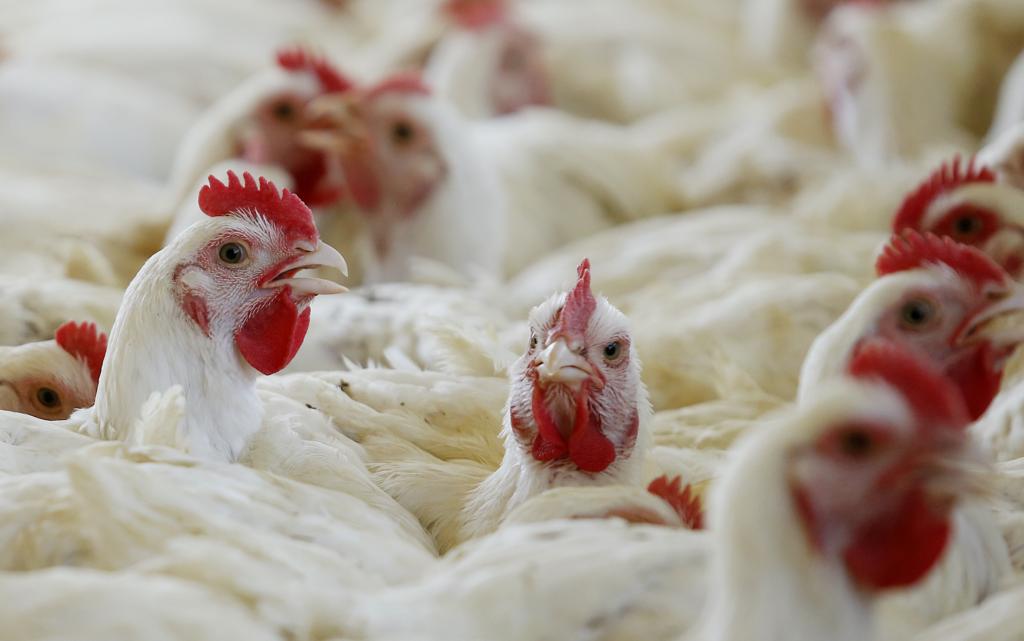 Estes são os primeiros casos registrados em aves de granja no Japão desde janeiro de 2015, segundo o Ministério da Agricultura do Japão. | Hugo Harada/Gazeta do Povo