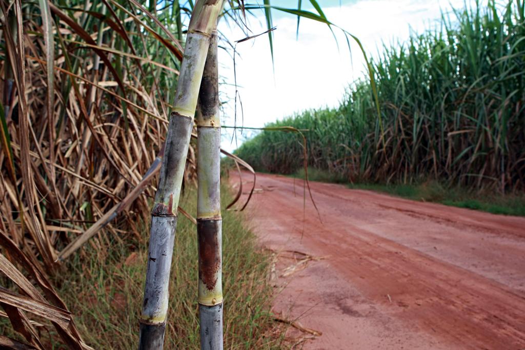 Um dos objetivos é aproveitar melhor a palha e o bagaço da cana de açúcar para obtenção de bioetanol. Atualmente, segundo pesquisadores, o processo é caro e pouco eficiente. | Albari Rosa/Gazeta do Povo