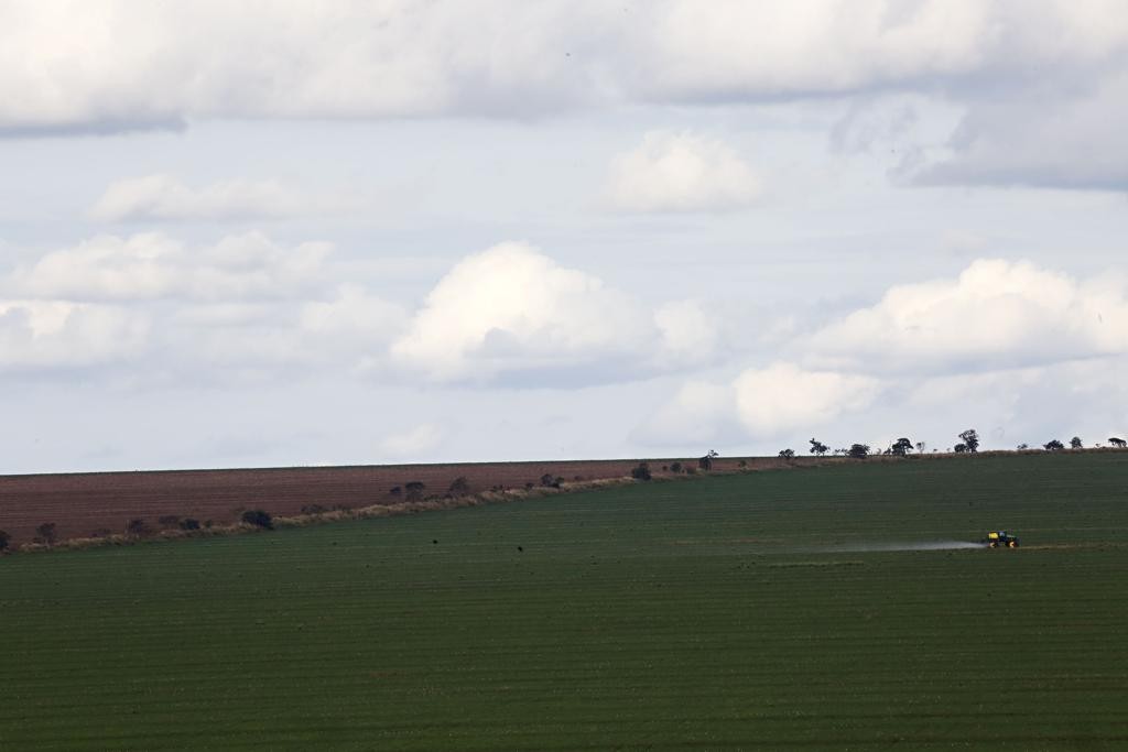 Para este ano, a estimativa na região  de São Gabriel do Oeste é de uma produtividade média na casa de 60 sacas por hectare, 5 sacas a mais do que na última safra.