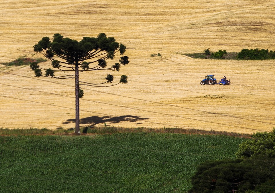 Atualmente 80% da safra de milho no estado estão em estado vegetativo e 20% está começando a florescer. | Daniel Castellano/Gazeta do Povo