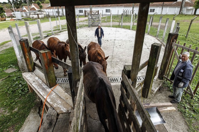 Cavalos do CPPI sendo preparados para a coleta de sangue. | Jonathan Campos/Gazeta do Povo