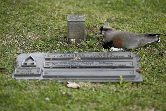 Cemitério Parque Iguaçu, em Curitiba | Jonathan Campos/Gazeta do Povo