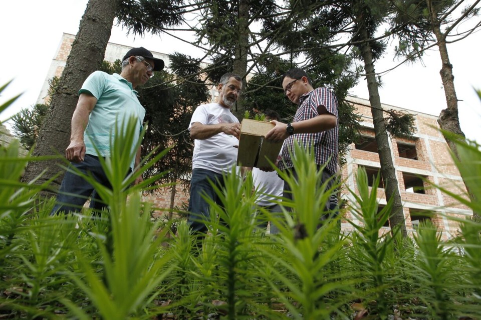 Flávio Zanette (centro): objetivo da venda de araucárias é salvar a árvore-símbolo do Paraná | Jonathan Campos/Gazeta do Povo
