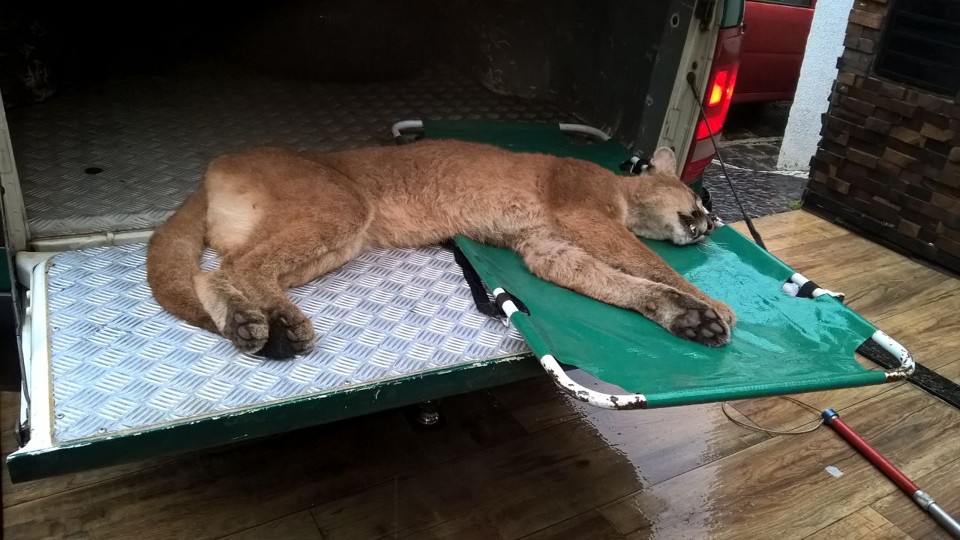 Suçuarana foi recolhida pela Polícia Ambiental com apoio do Corpo de Bombeiros e médico veterinário | Robson Klimionte/
