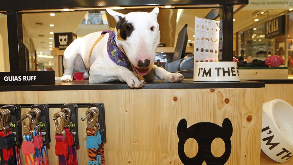 Bullterrier Johnny Cash é um dos embaixadores da marca Zee.Dog | Antônio More/Gazeta do Povo