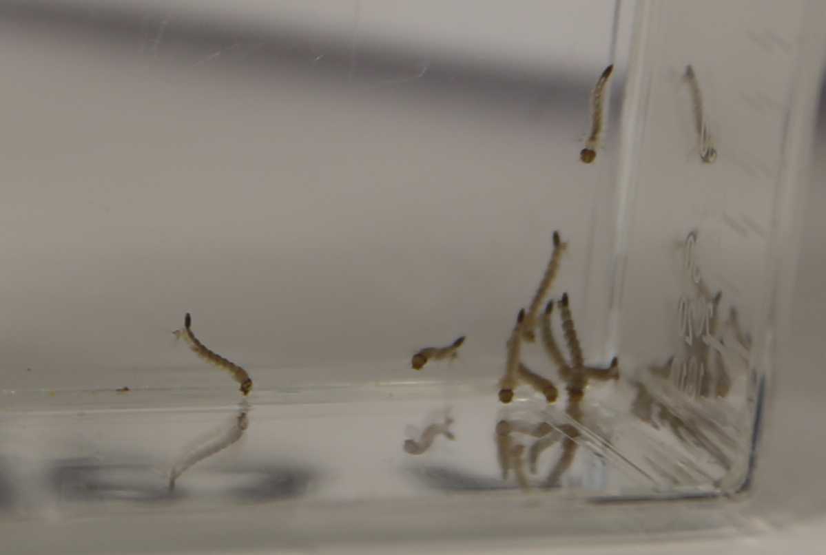 | HR@PAHO/WHO/Fotos Públicas