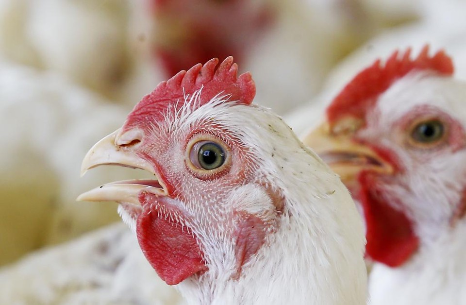 Em 2015, o Brasil produziu exportou 4,3 milhões de toneladas de frango, gerando US$ 7,167 bilhões. | Hugo Harada/Gazeta do Povo