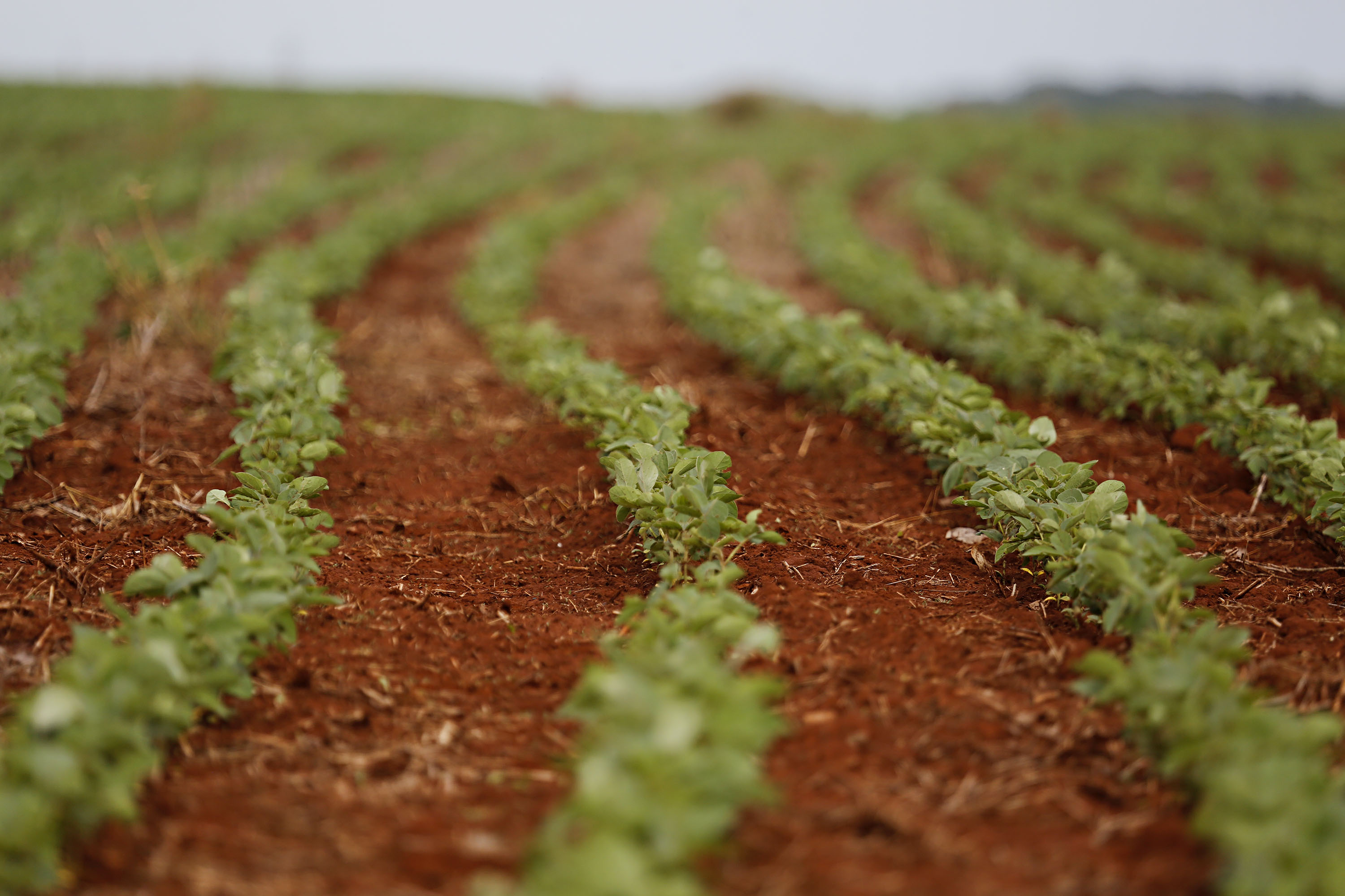 No Brasil, onde a economia agrícola é tão relevante quanto em território paranaense, quase metade das exportações é do agronegócio. | Felipe Rosa/TRIBUNA DO PARANA