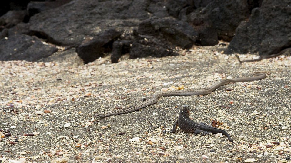 Iguana X Serpentes: a grande escapada. | Reprodução/