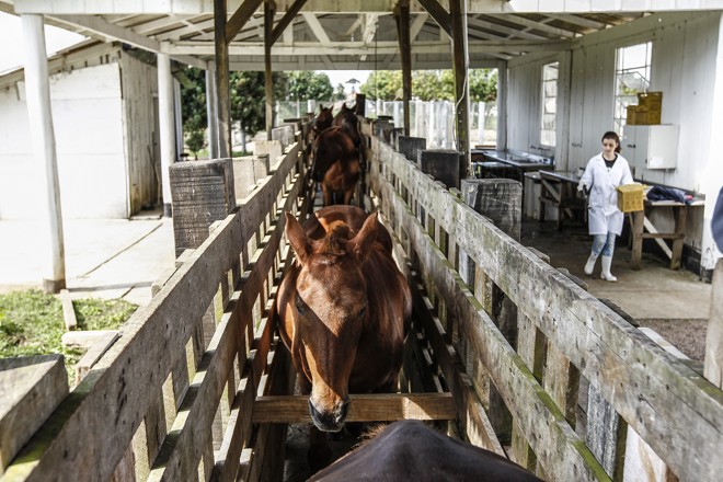 Cavalos do CPPI sendo preparados para a coleta de sangue. | Jonathan Campos/Gazeta do Povo