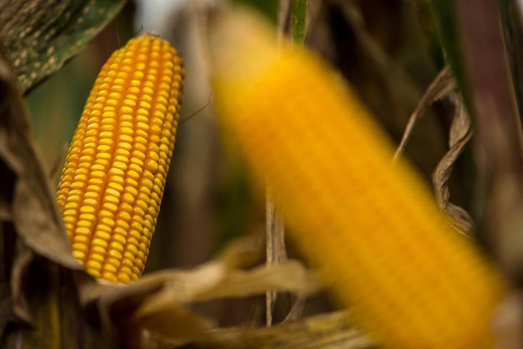 Chamado de Plataforma Integrada de Produtividade (PIN), a iniciativa já ocorria com as culturas de soja e milho verão, mas neste ano também teve o milho safrinha incorporado como uma categoria a parte. | Brunno Covello/Gazeta do Povo