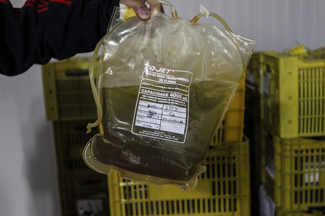 Plasma extraído do sangue de cavalo, usado na produção de soro para veneno de aranha e cobra. | Jonathan Campos/Gazeta do Povo