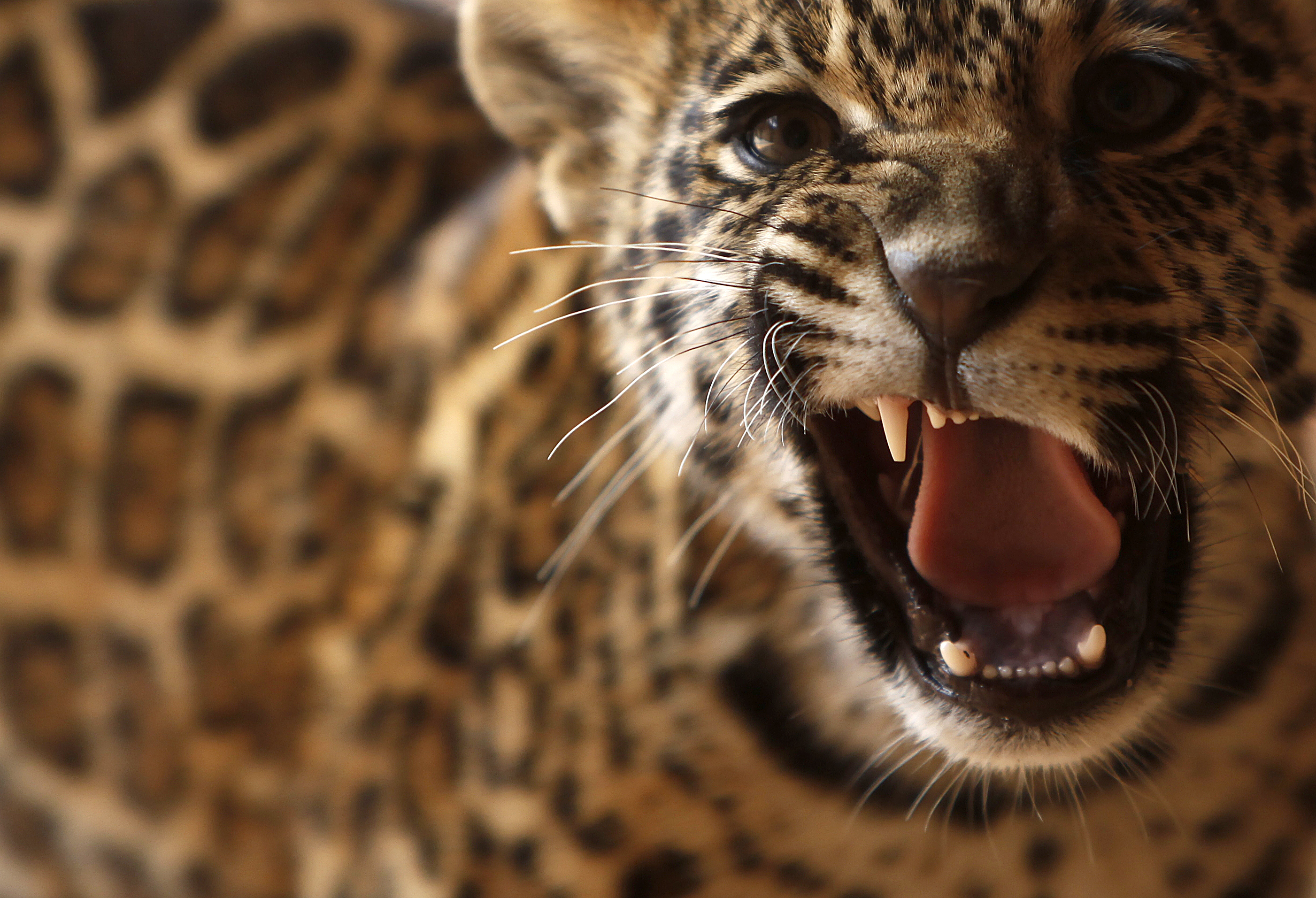 | Jonathan Campos/Gazeta do Povo