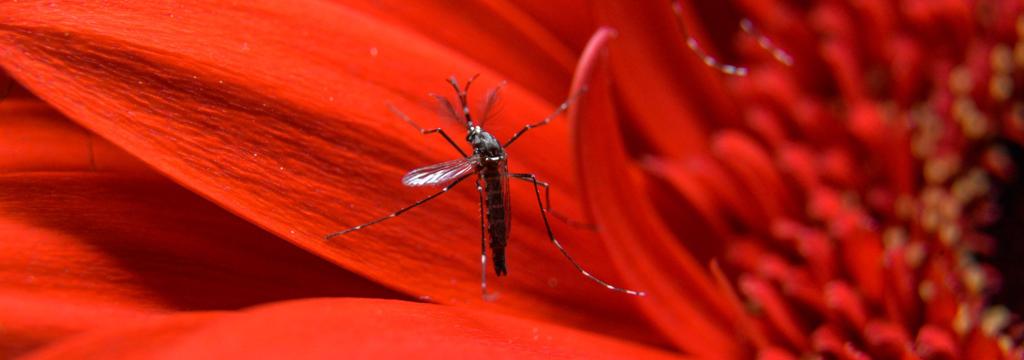  | Alexandre Carvalho/A2img