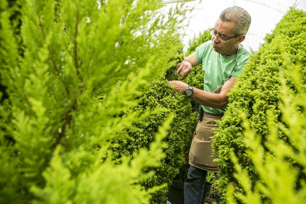 Luis Augusto Aguiar, técnico agrícola e supervisor de vendas da loja, conta que na loja em que trabalha a demanda por pinheiros naturais, vindos de Holambra-SP, segue estável nos últimos anos. | Marcelo Andrade/Gazeta do Povo