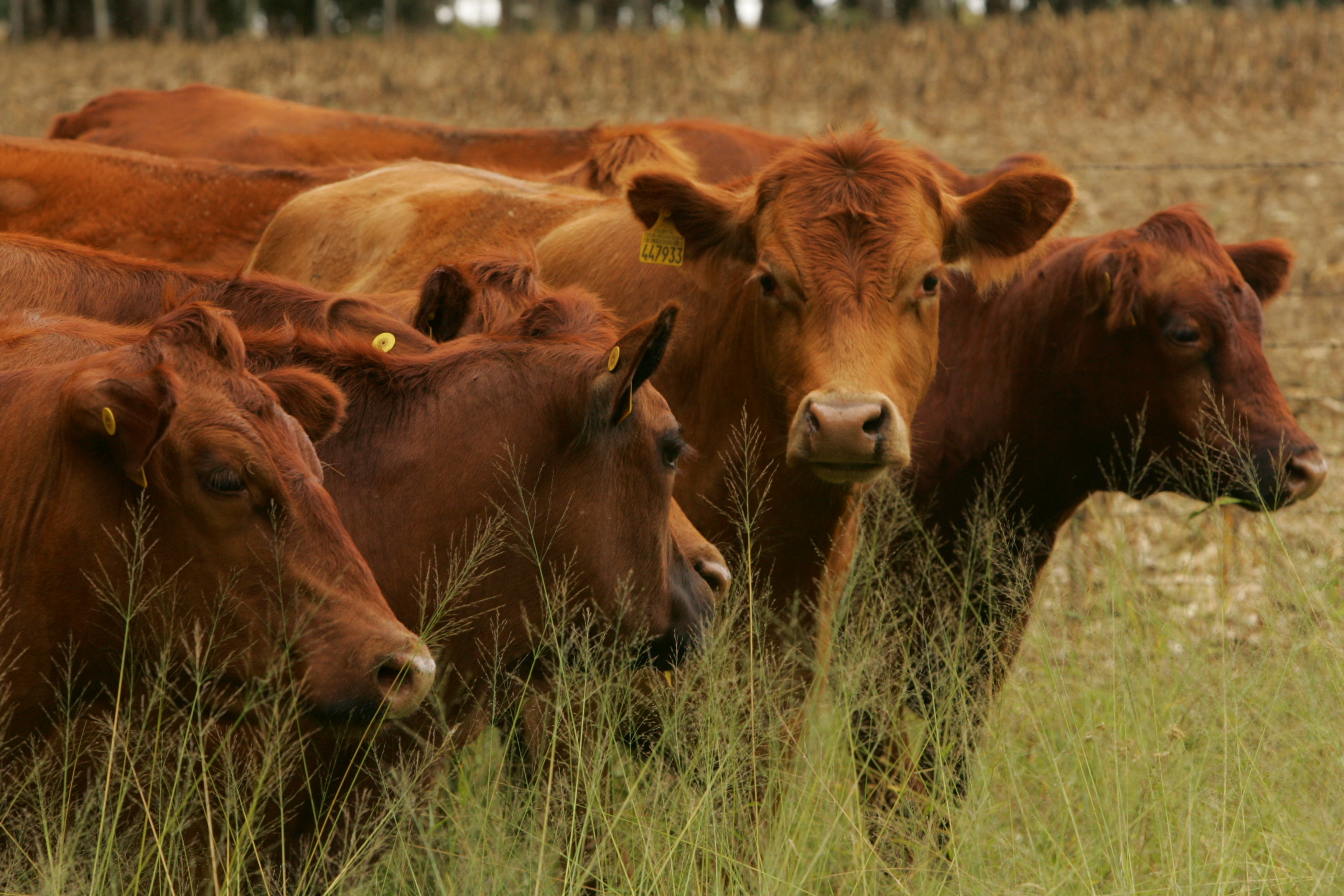 “O ministro da Agricultura do México disse que seria importante uma visita de mexicanos ao Brasil para ampliar as parcerias comerciais”, relatou Maggi. | Arquivo/Gazeta do Povo
