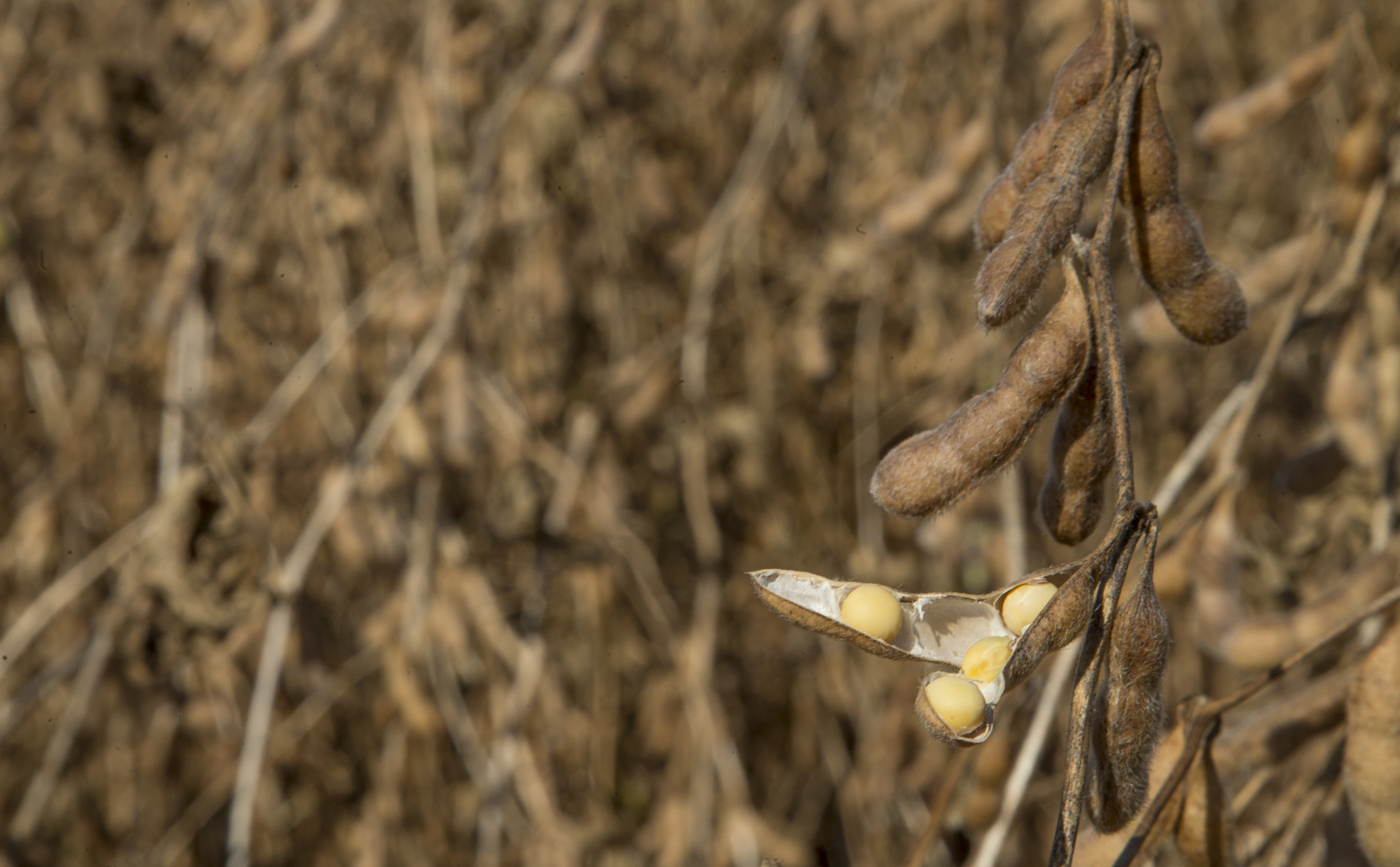 | Hugo Harada/Gazeta do Povo