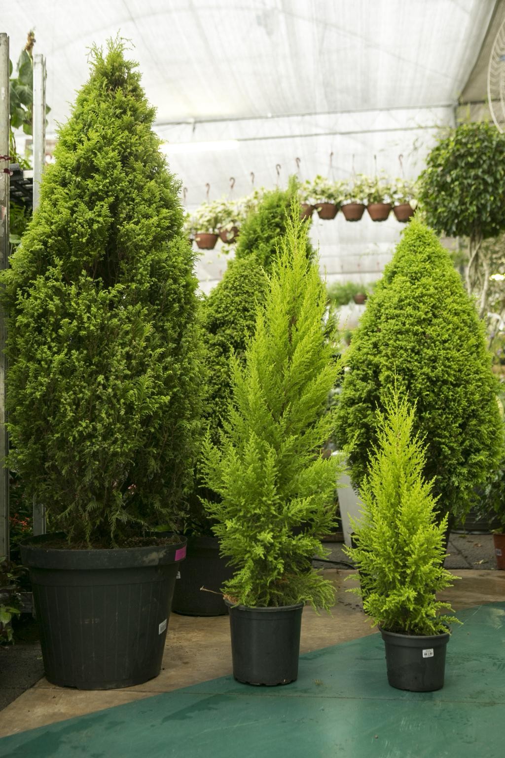 Na terra das araucárias, cultivo de pinheirinho de Natal entra em extinção