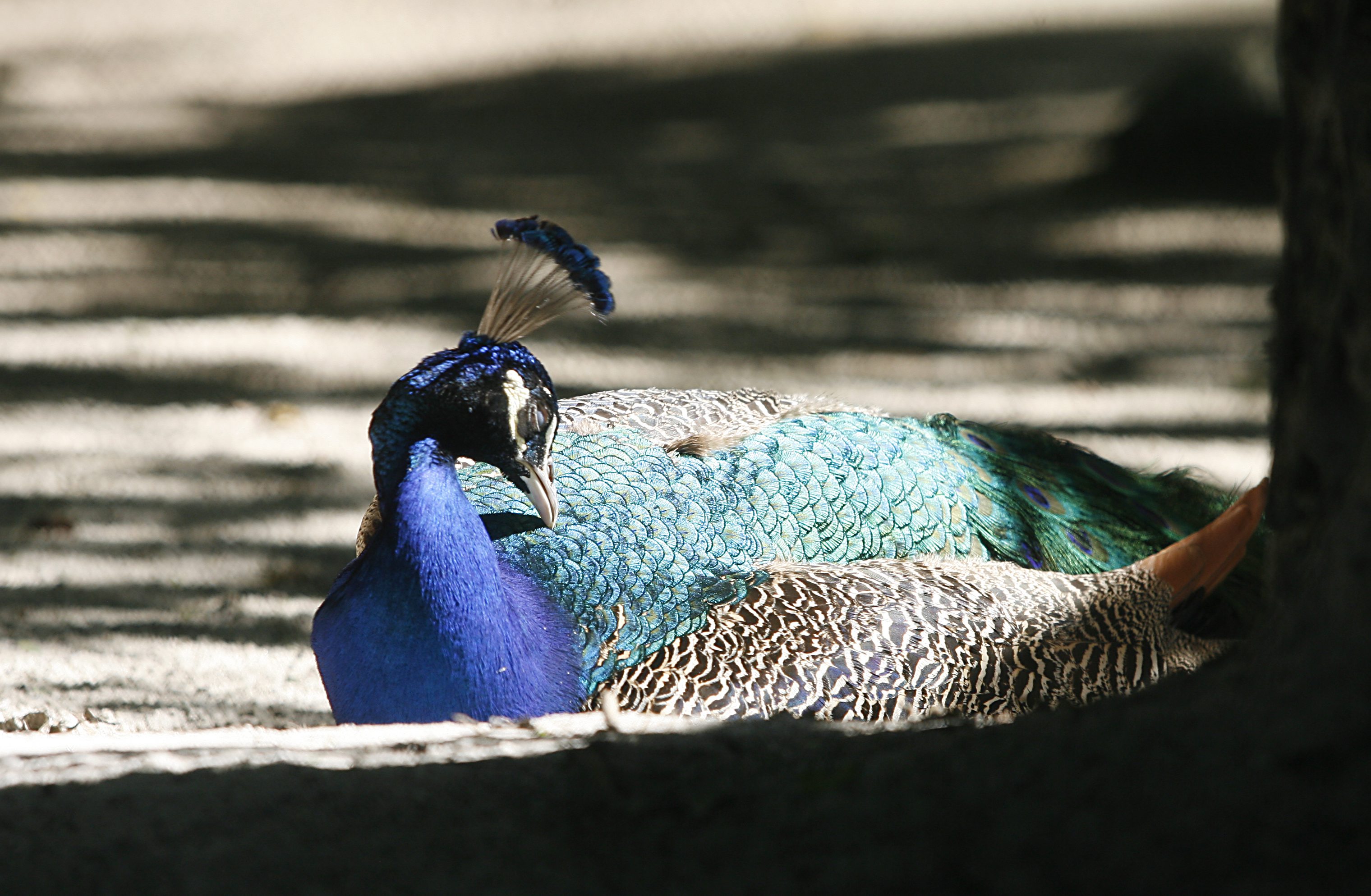 Um dos pavões do Passeio Público. | Marco André Lima/Gazeta do Povo/Arquivo