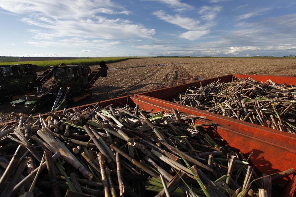 A Região Sul apresenta o maior aumento percentual de área plantada. O Paraná deve colher a cana bisada. | JONATHAN CAMPOS/GAZETA DO POVO