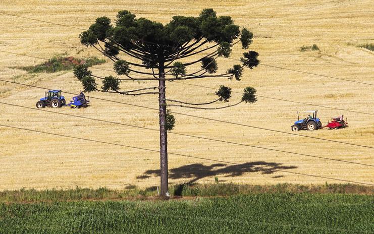 A semeadura sofreu atrasos em algumas regiões por causa do excesso de umidade no solo e pela demora em colher o trigo. | Daniel Castellano/GAZETA