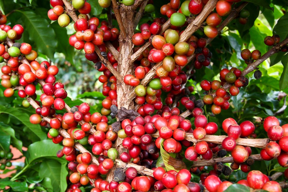 A maior safra de café até hoje havia sido registrada em 2014, com 50,8 milhões de sacas. | Arquivo/Gazeta do Povo