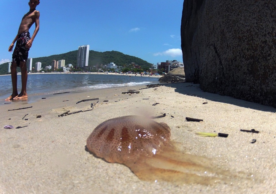 Pescadores e surfistas ajudam a calcular incidência de águas-vivas no litoral do Paraná | Daniel Castellano / Arquivo/Gazeta do Povo