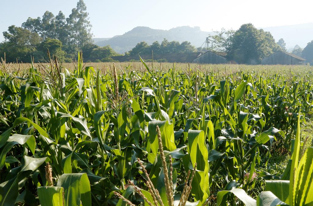 | Hugo Harada/Gazeta do Povo