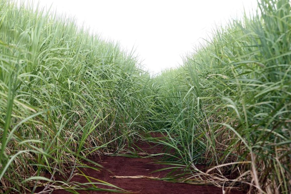 Produtores de cana de açúcar buscam ampliar participação no mercado energético brasileiro. | André Rodrigues/Gazeta do Povo