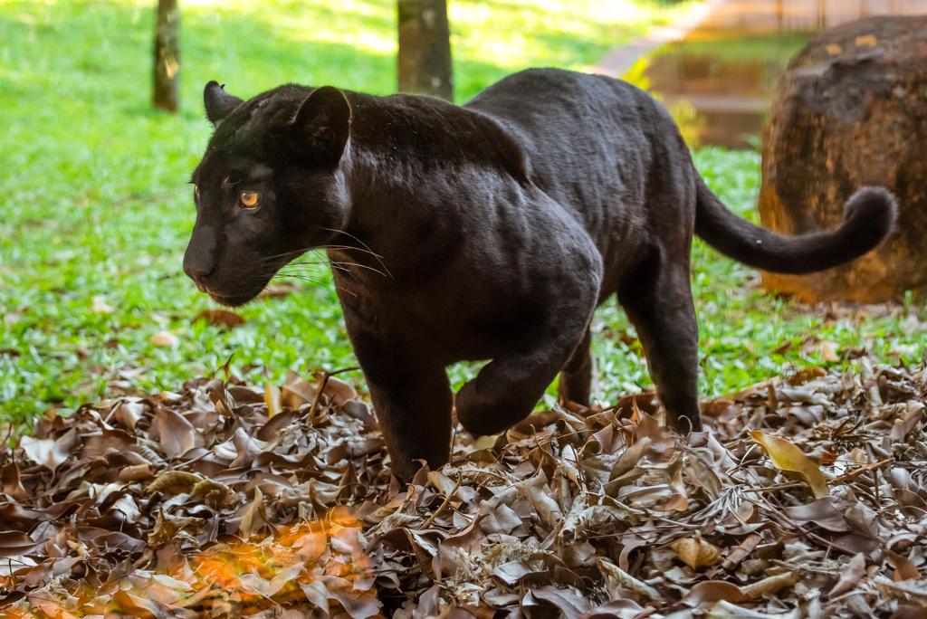 Nada de pintadas: filhotes têm a mesma cor da mãe, Nena | Rubens Fraulini/Divulgação