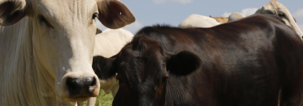 Ministro disse que “falta apenas resolver algumas questões burocráticas no Ministério da Saúde do Japão” para a liberação ser efetivada. | Felipe Rosa/Gazeta do Povo