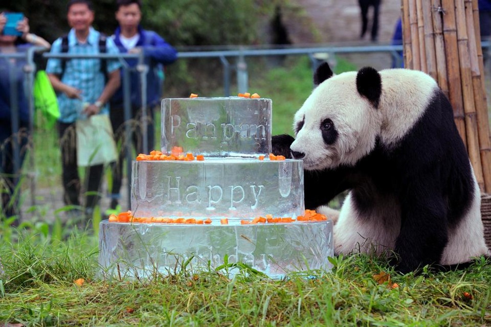 Aniversário de Pan Pan em setembro de 2015 | STR/AFP