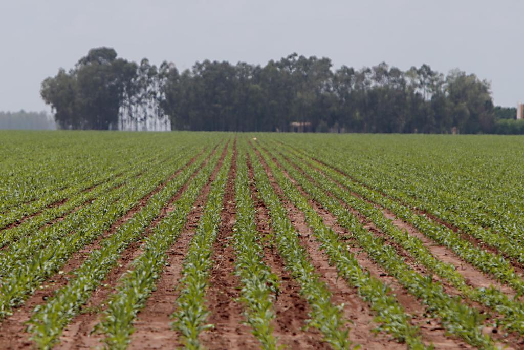 A área em disputa fica em Formosa do Rio Preto, no oeste da Bahia, e tem 340 mil hectares. Produtores alegam que mais de 70% são de áreas produtivas. | Albari Rosa/Gazeta do Povo