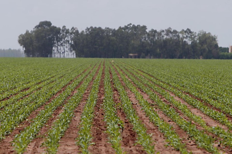 A área em disputa fica em Formosa do Rio Preto, no oeste da Bahia, e tem 340 mil hectares. Produtores alegam que mais de 70% são de áreas produtivas. | Albari Rosa/Gazeta do Povo