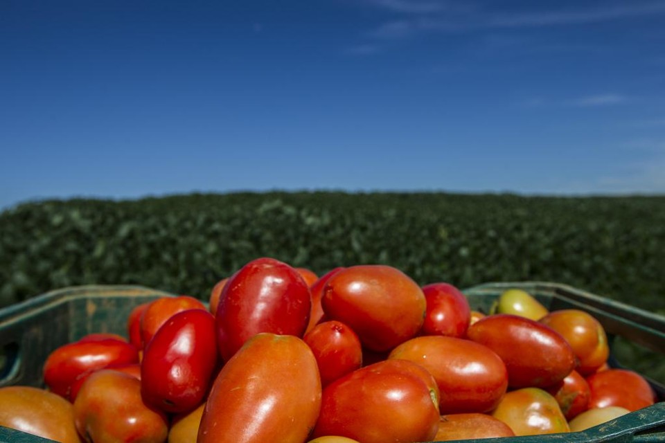 Por causa do calor e do tempo de deslocamento, hoje, o fruto tem que ser colhido antes da época ideal. | Jonathan Campos/Gazeta do Povo