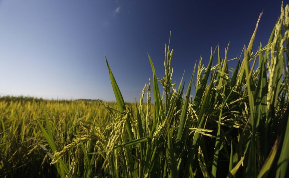 Arroz é um dos produtos pelos quais chineses e americanos estão se desentendendo. | Jonathan Campos/Gazeta do Povo