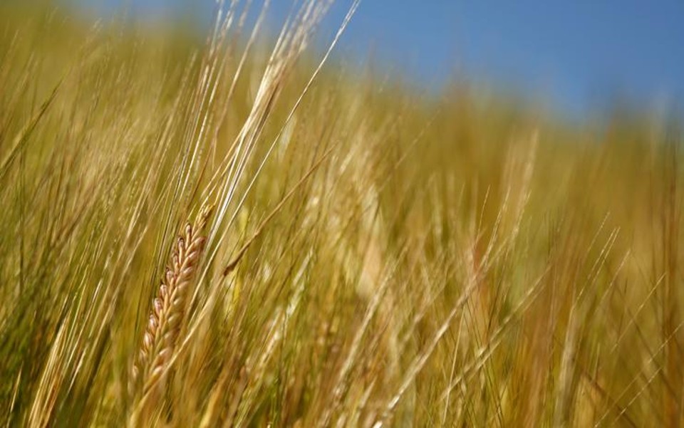 A oferta é grande (a produção nacional deve bater em 6,5 milhões de toneladas, fora os 3,5 milhões (t) de trigo importado) e os preços mal cobrem os custos de produção. | Marcelo Andrade/Gazeta do Povo