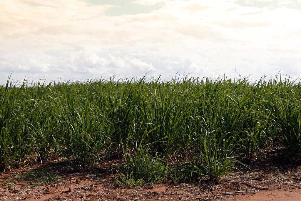 Lavoura de cana-de-açúcar no município de Brajo Alegre, interior de São Paulo. | CHRISTIAN RIZZI/Gazeta do PovoI