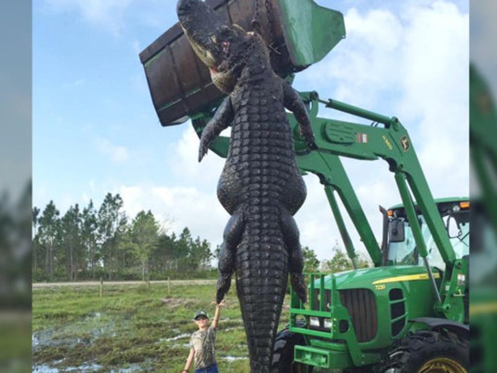 Imagem postada pela Outwest Farms, empresa de caça em Okeechobee, na Flórida (EUA) que afirma ter capturado este jacaré gigante de 4,5 metros pesandoa mais de 360 kg.