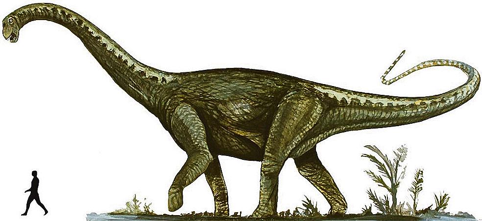  | Divulgação/Museu Ciências da Terra/