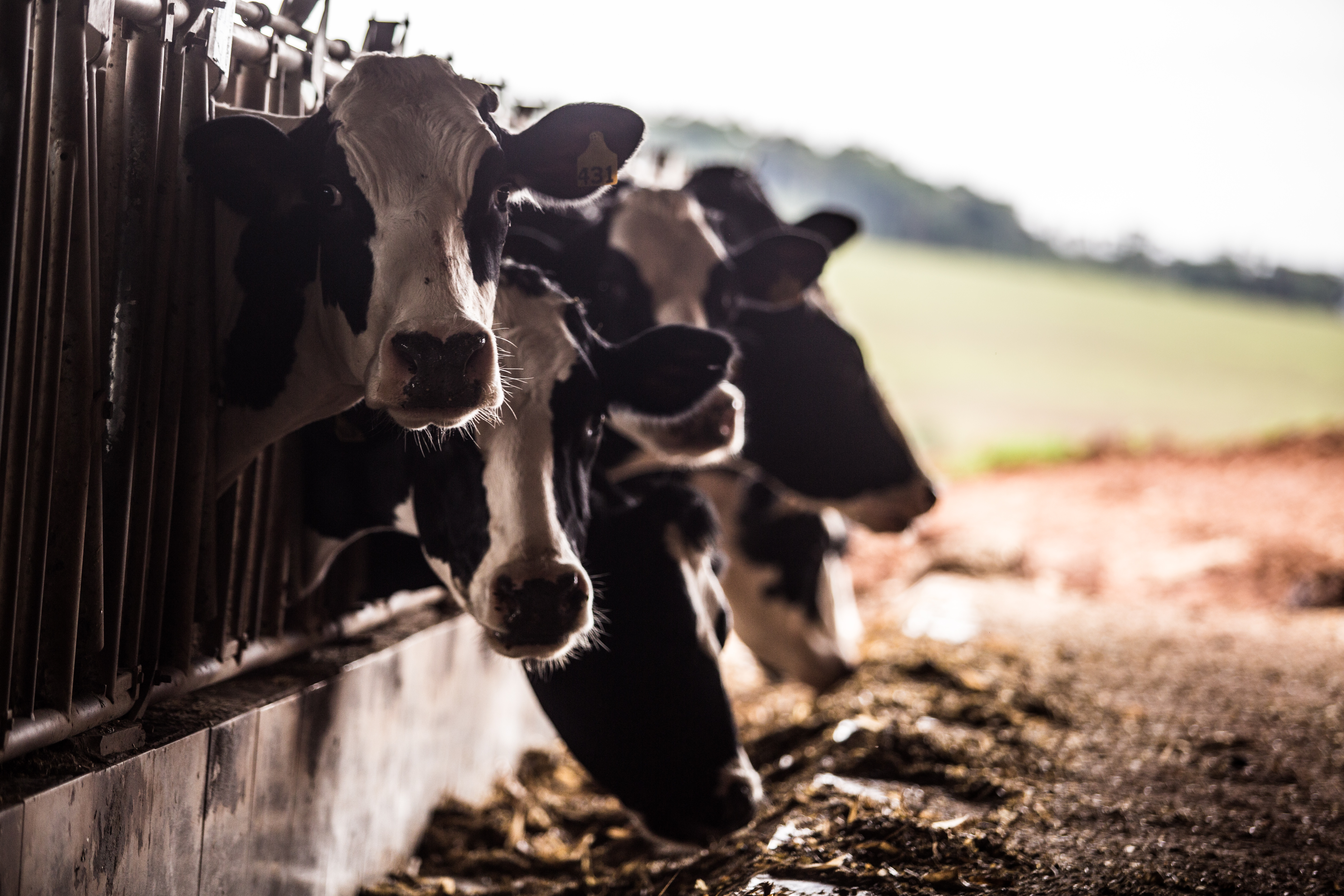 Projetos vencedores do Empreendedor Rural propõem iniciativas e investimentos em ações de manejo e tecnologia - um deles envolvendo a pecuária leiteira. | Brunno Covello/Gazeta do Povo