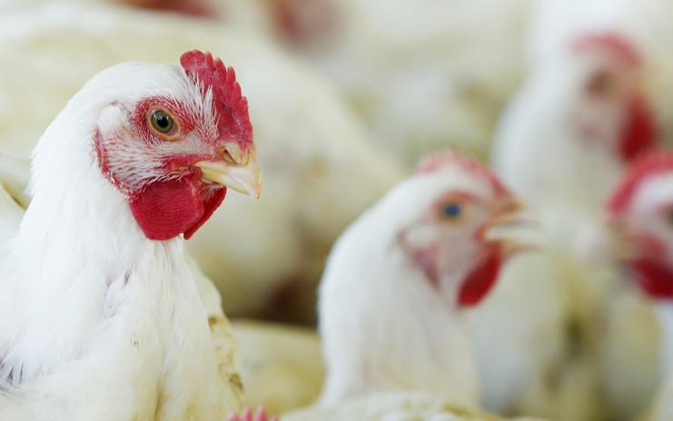 Segundo ABPA, 77% do frango in natura importado pelo Japão saem do Brasil. Já a participação da carne suína, por enquanto, não chega a 1%. | Hugo Harada/Gazeta do Povo