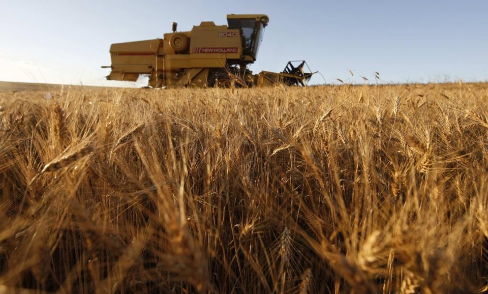 No cenário mais otimista, o potencial total de produção é de 22 milhões de toneladas de trigo. | JONATHAN CAMPOS/JONATHAN CAMPOS