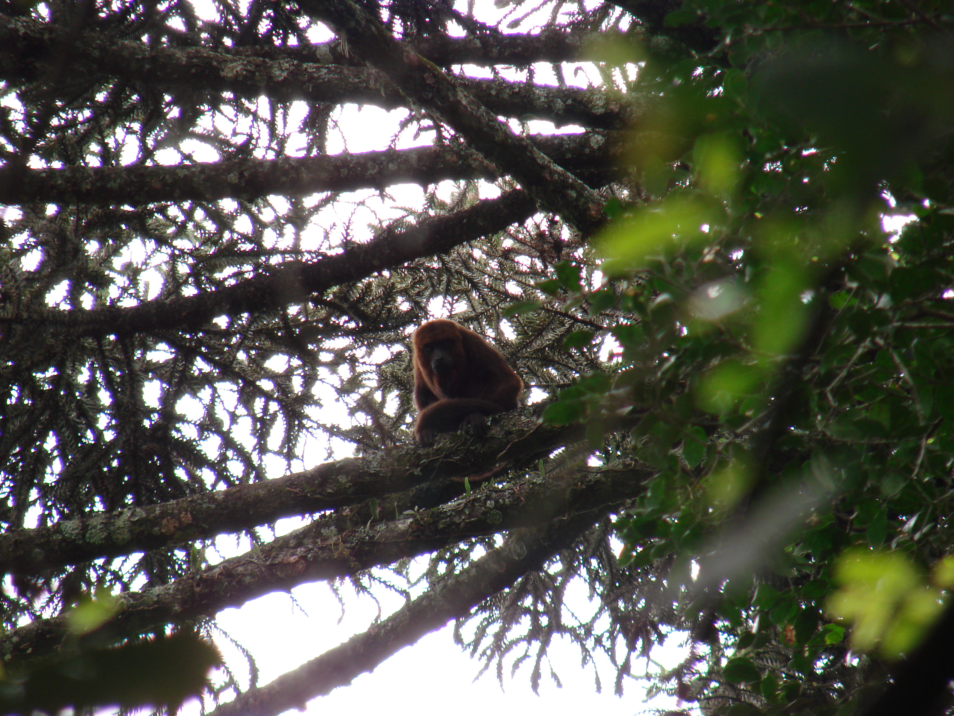 Estação ecológica Teresa Urban tem area de mata de araucárias e animais, como o bugio | Prefeitura de Curitiba/Divulgação