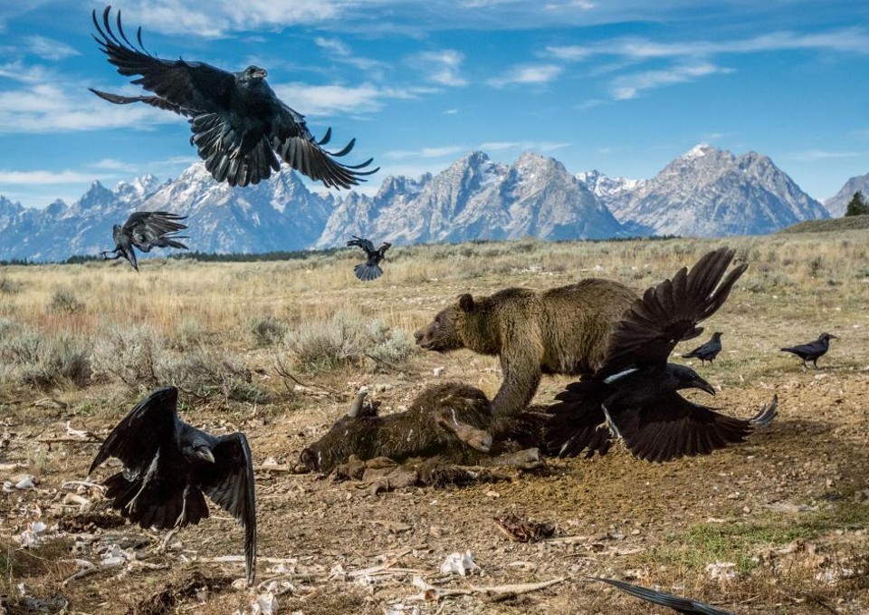 Urso-cinzento se alimenta de bisão no Parque Nacional de Yellowstone, nos EUA | Charlie Hamilton James/Reprodução